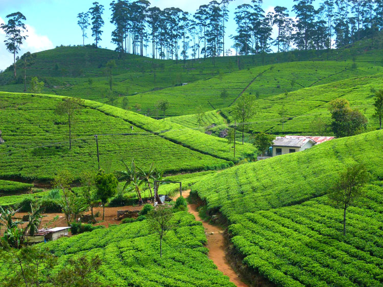 haputale tea